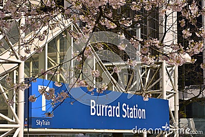 Vancouver Spring Cherry Blossoms.Canada Editorial Stock Photo