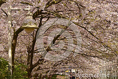 Vancouver Spring Cherry Blossoms.Canada Editorial Stock Photo