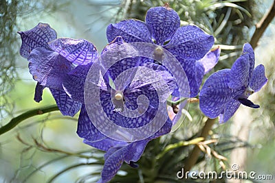 Vanda Coerulea Griff Lindl Blue Orchid or Vanda Coerulescens Griff Periwinkle Pinwheel Orchidaceae Stock Photo