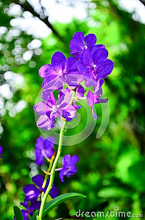 Vanda tessellata, orchid, purple flowers and sunlight shining very beautifully Stock Photo