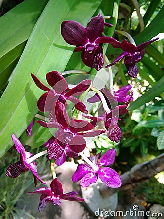 Vandachostylis sri siam Stock Photo