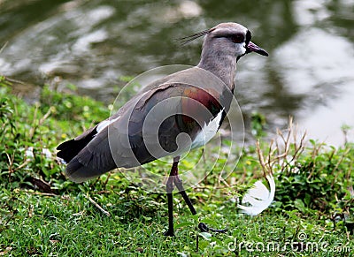 Vanellus chilensis walking by the lake Stock Photo