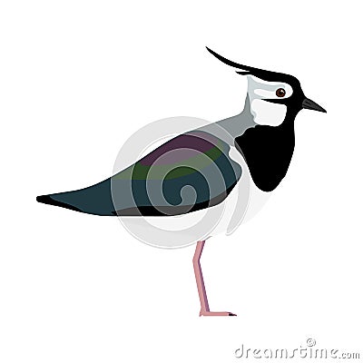 Vanellus vanellus - Northern lapwing - Lateral view Vector Illustration