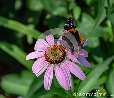 Vanessa Atalanta Red Admiral butterfly in a field of Echinacea Coneflowers Stock Photo