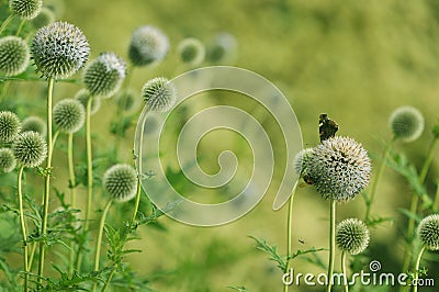 Vanessa atalanta red admiral butterfly on globe thistle green flowers Stock Photo