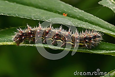 Vanessa cardui, Painted lady butterfly Stock Photo