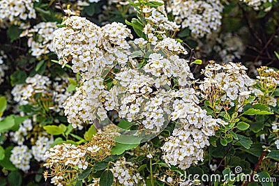 Vanhoutte spirea â€“ shrub with beautiful white flowers Stock Photo