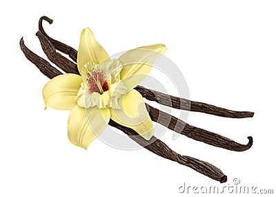 Vanilla Bean and Flower (clipping path) Stock Photo