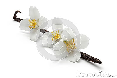 Vanilla bean with jasmine flowers isolated Stock Photo