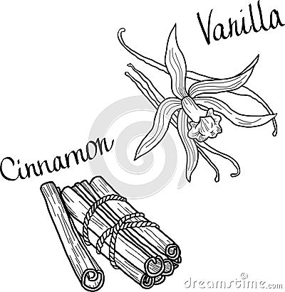 Vanilla and cinnamon Vector Illustration