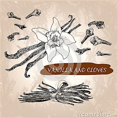 Vanilla and cloves Vector Illustration