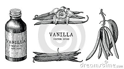 Vanilla collection hand draw vintage clip art isolated on white Vector Illustration