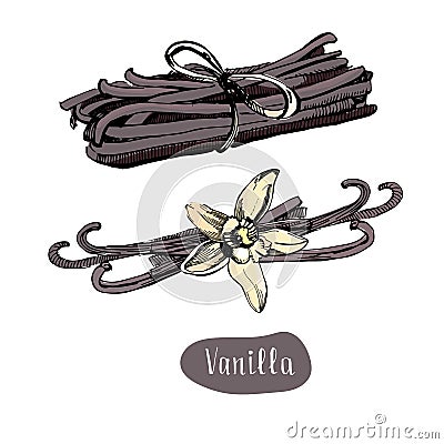 Vanilla colorful sticks and flower isolated on the white background. Vector Illustration