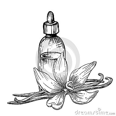 Vanilla Essential Oil. Hand drawn vector illustration of vintage Bottle, flower and sticks for aromatherapy in black and Vector Illustration