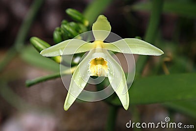 Vanilla flower Stock Photo