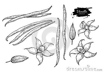 Vanilla flower and bean stick vector drawing set. Hand drawn sketch food Vector Illustration