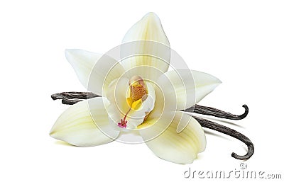 Vanilla flower 2 beans isolated on white background Stock Photo