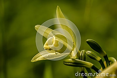 Vanilla flower Stock Photo