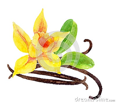 Vanilla flower and pods Cartoon Illustration