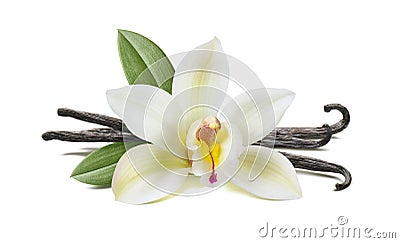 Vanilla flower, pods, leaves on white Stock Photo