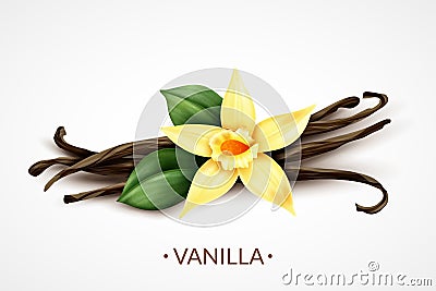 Vanilla Flower Realistic Image Vector Illustration