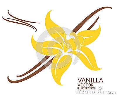 Vanilla. Flower Vector Illustration