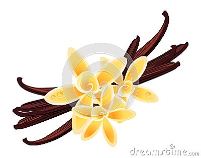 Vanilla flowers Vector Illustration