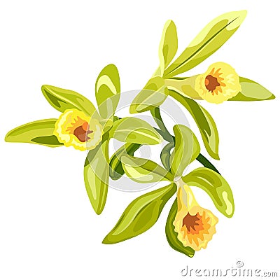 Vanilla flowers card Stock Photo