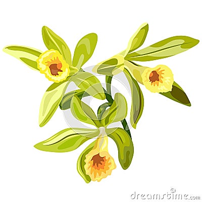 Vanilla flowers card Stock Photo