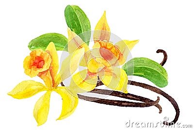 Vanilla flowers and pods Cartoon Illustration