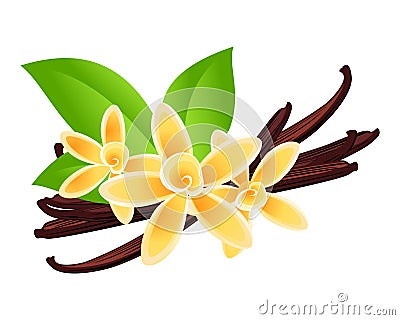 Vanilla flowers Vector Illustration