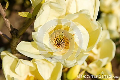 Vanilla magnolia flower Stock Photo