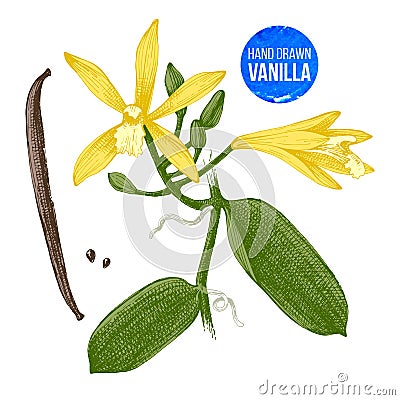 Vanilla plant hand drawn botanical illustration Vector Illustration