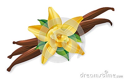 Vanilla pod Vector Illustration