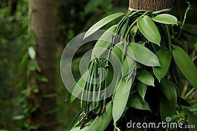 Vanilla pods Stock Photo