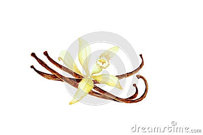 Vanilla pods with flower, hand drawn watercolor. Cartoon Illustration