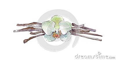 Vanilla pods and flower isolated Stock Photo