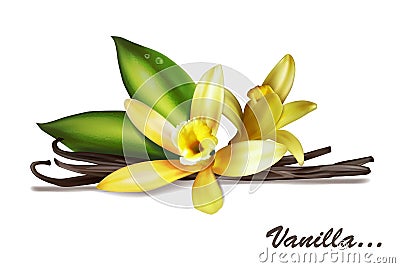 Vanilla spice with flower and leaves. Cartoon Illustration