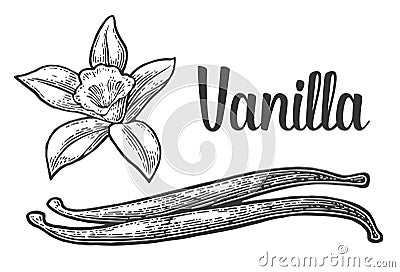 Vanilla stick and flower. Vector black vintage engraved Vector Illustration