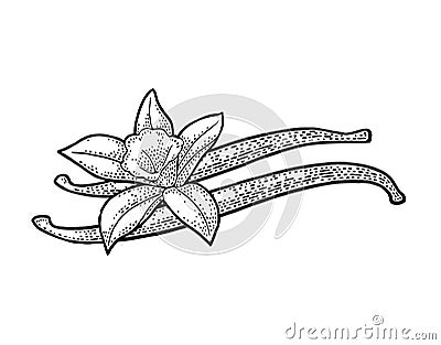 Vanilla stick and flower. Vector black vintage engraved Vector Illustration