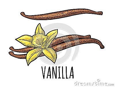 Vanilla stick and flower. Vector black vintage engraved Vector Illustration