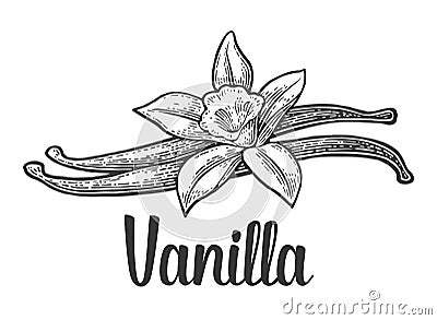 Vanilla stick and flower. Vector black vintage engraved Vector Illustration