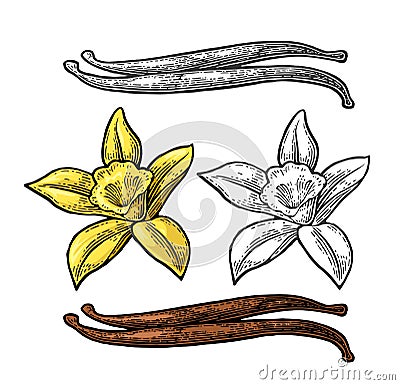 Vanilla stick and flower. Vector color vintage engraving Vector Illustration