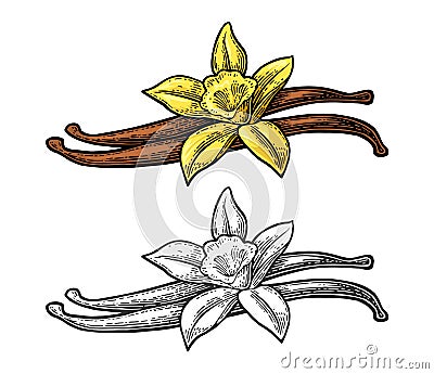 Vanilla stick and flower. Vector color vintage engraving Vector Illustration