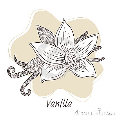 Vanilla Sticks and Flower Illustration Line Art. Hand drawn Vanilla blossom and sticks illustration for logo, recipe Vector Illustration