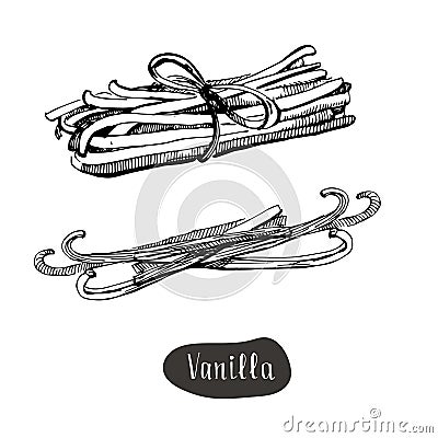 Vanilla sticks isolated on the white background. Vector Illustration