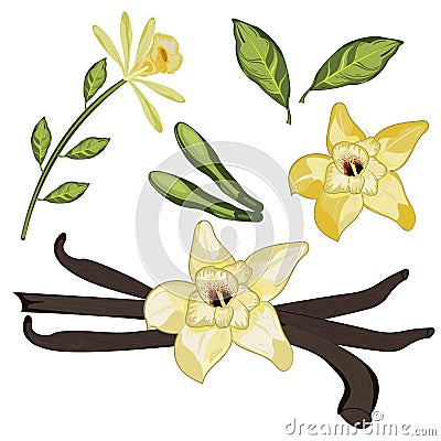 Vanilla vector with leaf and flower Vector Illustration