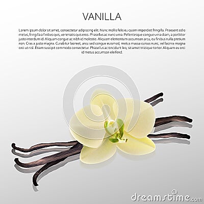 Vanilla on white with reflection Vector Illustration