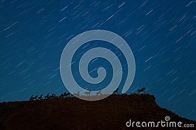 Vantage Horses Wild Monument and star trails Stock Photo