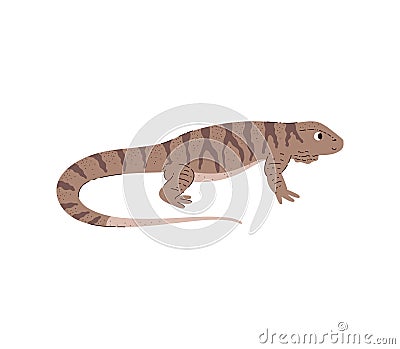 Varan or Komodo dragon, desert lizard, cartoon vector on white Cartoon Illustration